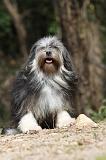 PETIT CHIEN LION 288